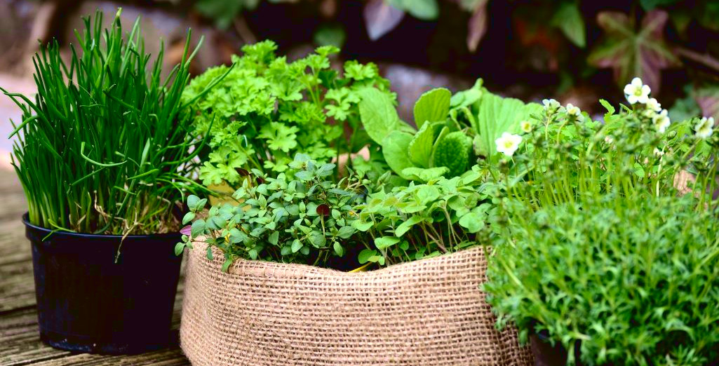 COMMENT COMPOSER UNE COLLECTION DE PLANTES AROMATIQUES DANS UN BAC