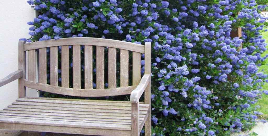 Le Céanothe persistant ou Lilas de Californie : un arbuste aux couleurs intense et facile d’entretien