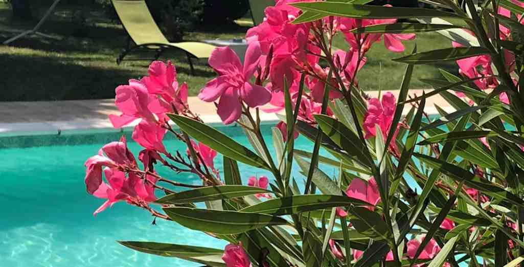 Le Laurier Rose / Laurier fleur: planter, entretenir, tailler