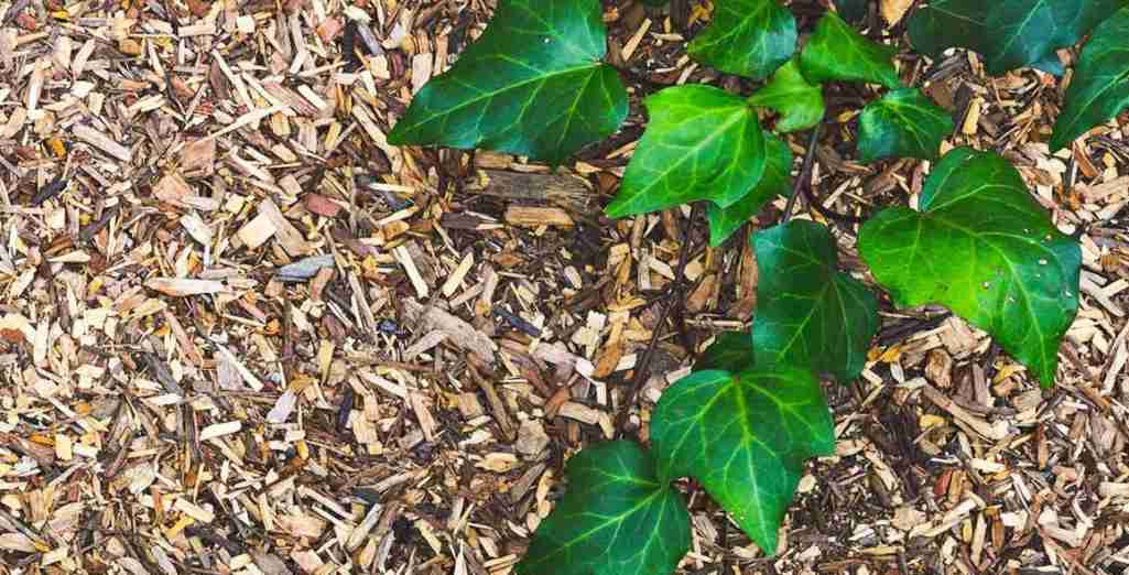 Le paillage : Pourquoi ? Comment ?