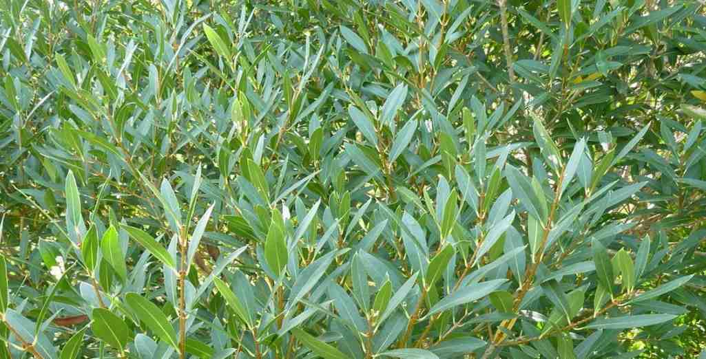 Le Phillyrea GreenQuick : la plante de Haie Contemporaine, Persistante et Rustique