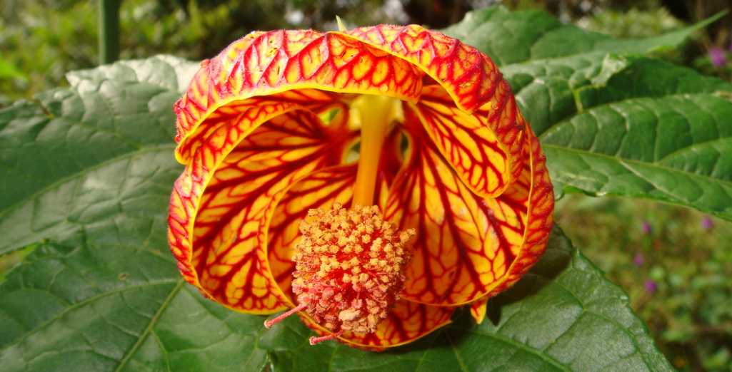 Des plantes originales