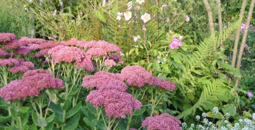 Les sedums