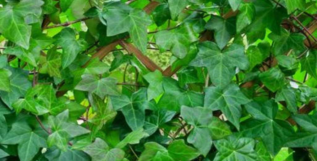 Le Lierre : Conseils plantation, culture, entretien