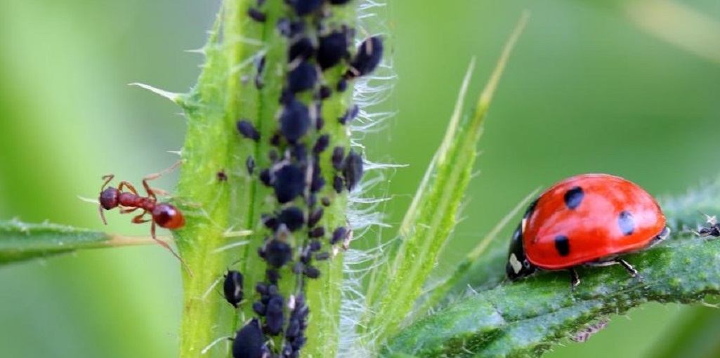 Comment protéger son jardin contre les nuisibles ? - Le blog de Mon Magasin  Général