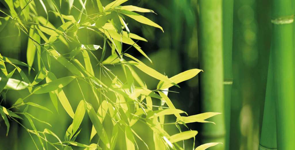 Plantation et entretien des jardinières de bambous