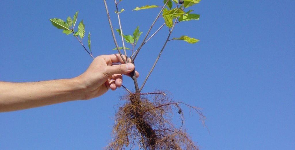 Plantation Fruitier en Racines Nues