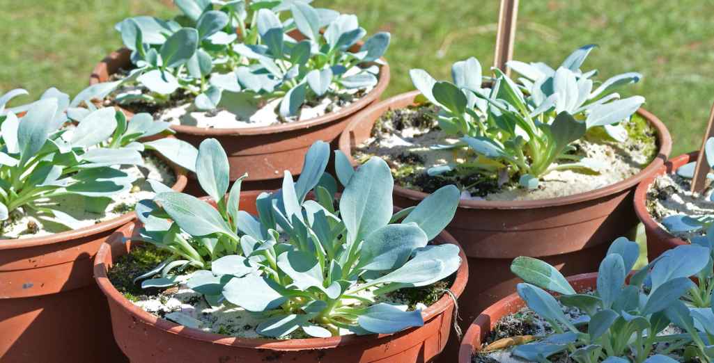 Cultiver la Plante à Huître