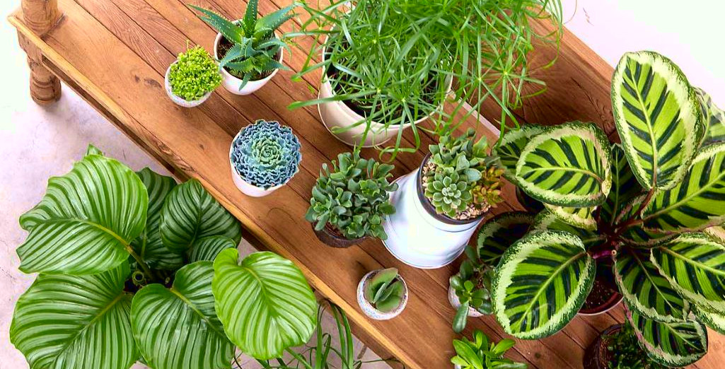 Plantes d'intérieur : plante verte intérieur