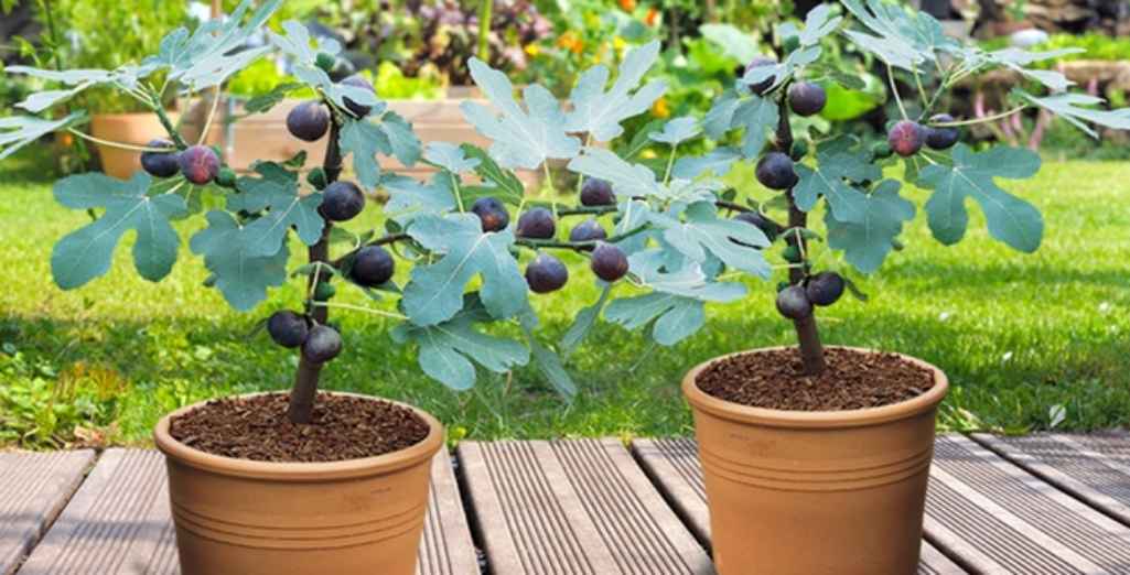 Planter Et Entretenir Un Arbre Fruitier En Pot