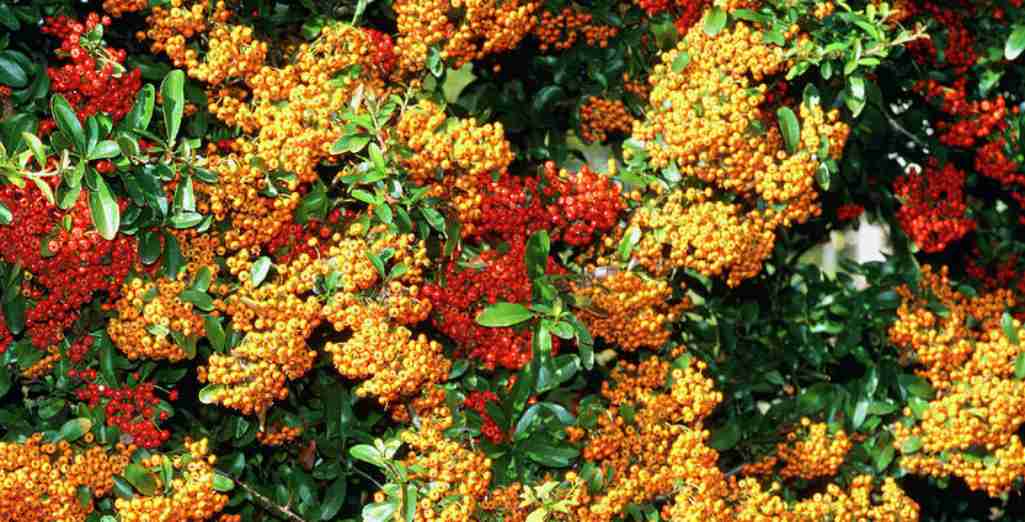 Planter une Haie de Pyracanthas
