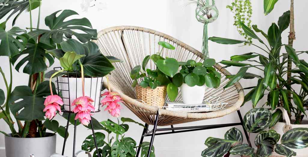 Les fondamentaux pour réussir l’entretien des plantes d’intérieur 