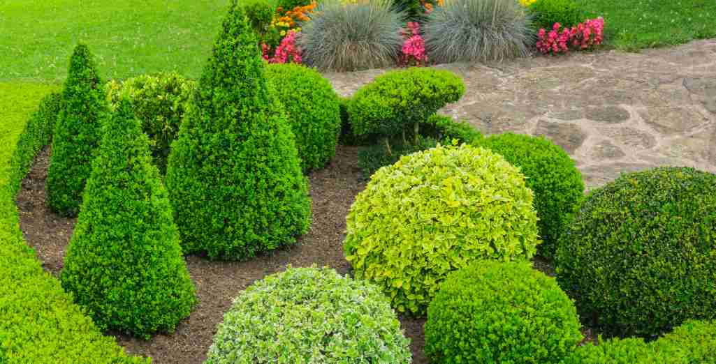 Les plantes pour remplacer le buis