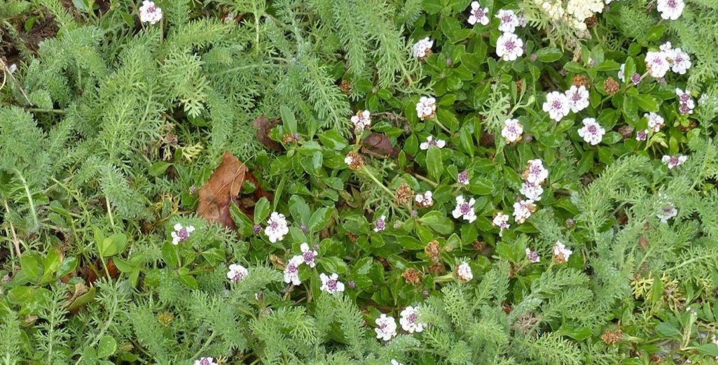 Tendance déco : 5 bonnes raisons de collectionner les mini plantes grasses