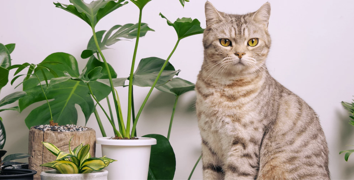 Les plantes toxiques les plus redoutables pour les chats et les chiens
