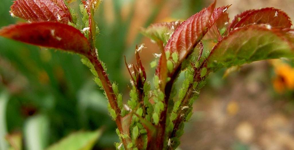 Premiers pucerons sur photinias