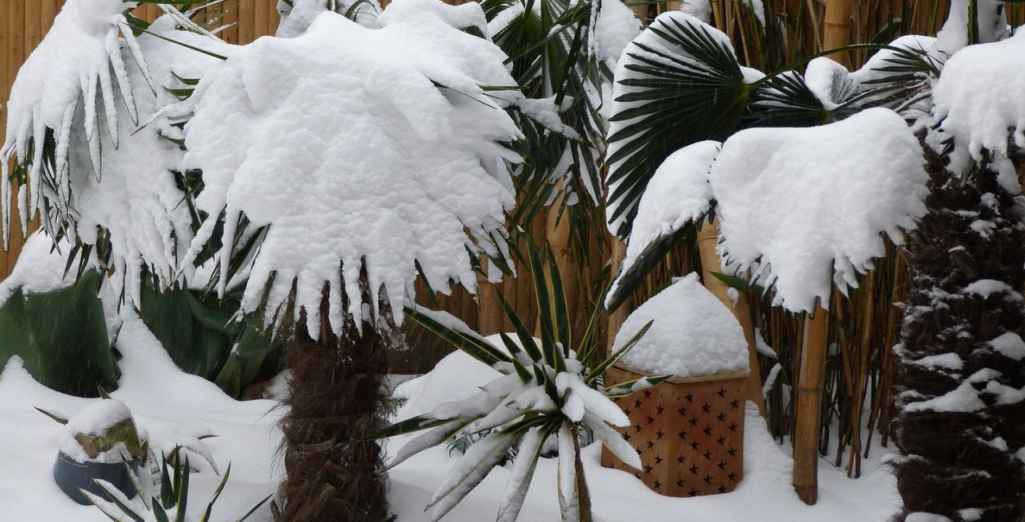 Conseils - Protection hivernale pour vos plantes