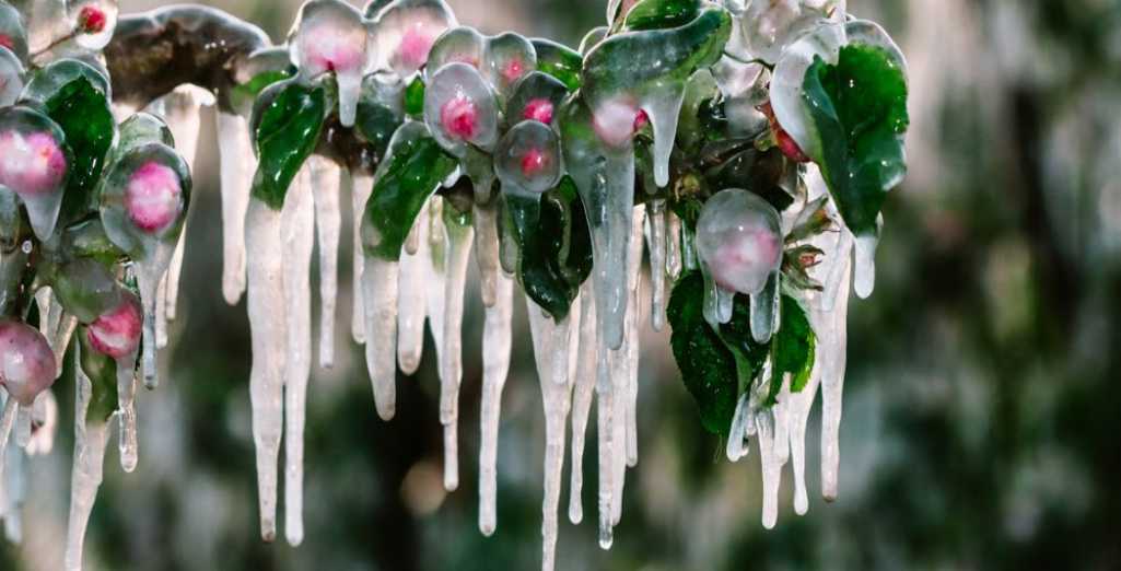 Comment protéger mes plants en hiver ?