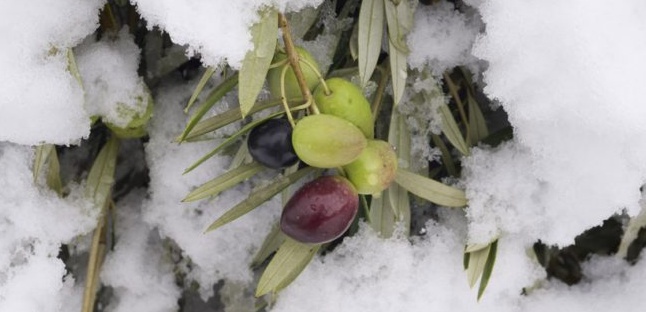 Comment protéger son Olivier en Hiver ?