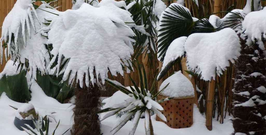Comment protéger ses plantes en hiver ?