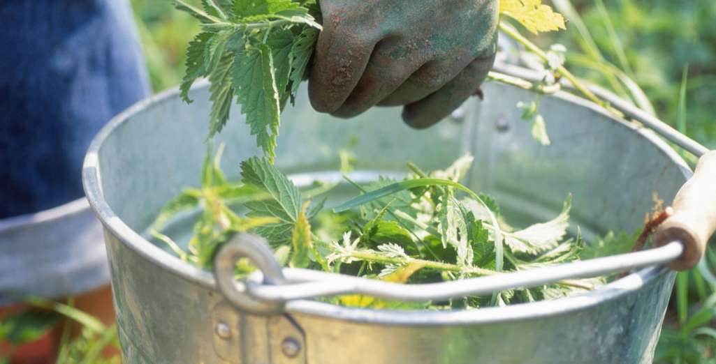 Faire son Purin d'Orties 