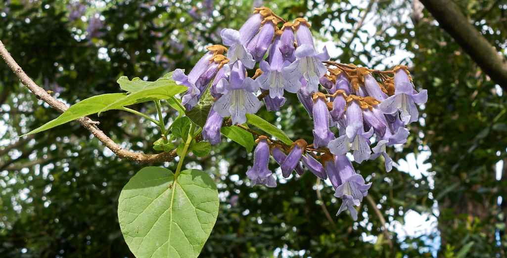 Paulownia : pourquoi cet arbre fait-il autant parler ?