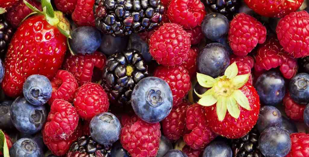 Récolte des petits fruits