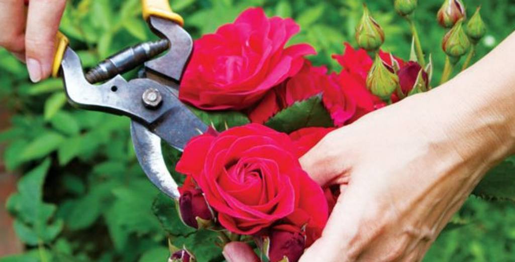 Entretenir et tailler les Rosiers