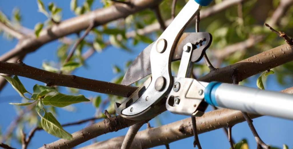 Tailler et former les Arbres fruitiers