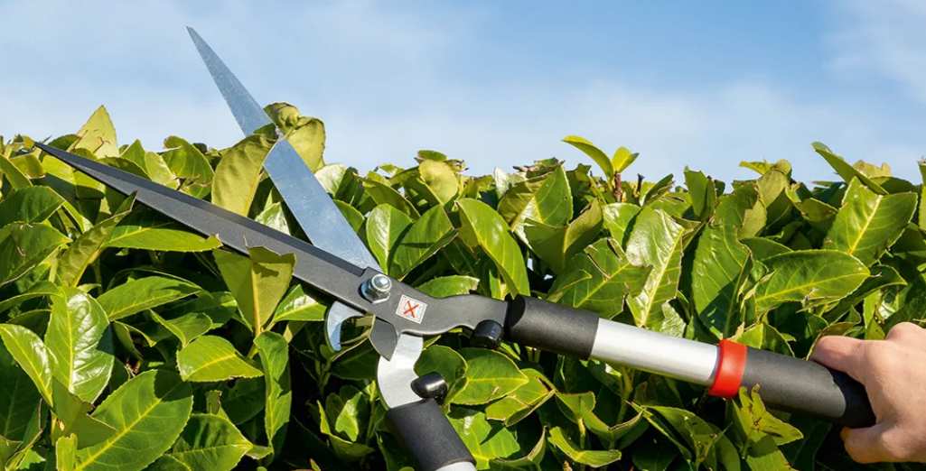 Tailler sa Haie - Conseils Haies | Leaderplant