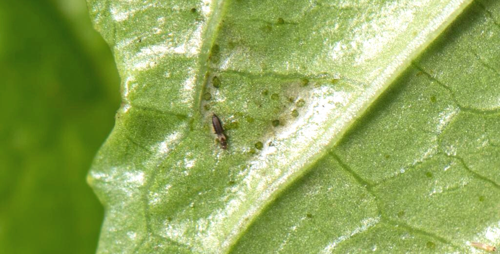 Le Thrips Setosus