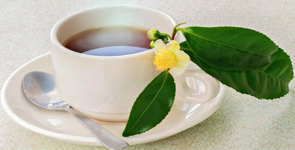 Le Théier - Camellia sinensis