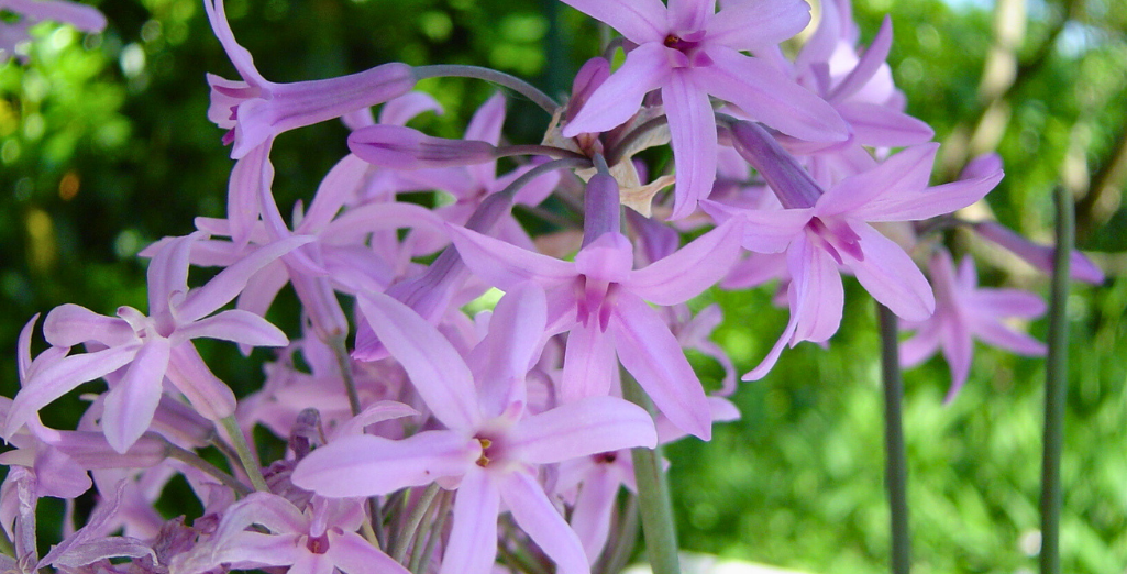 Le tulbaghia, la jolie vivace bulbeuse venue d'Afrique du Sud