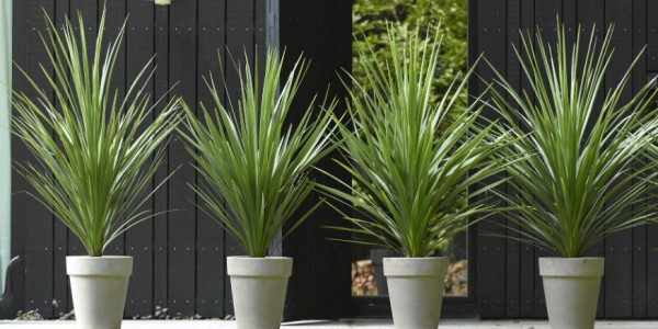 Cordyline en alignement