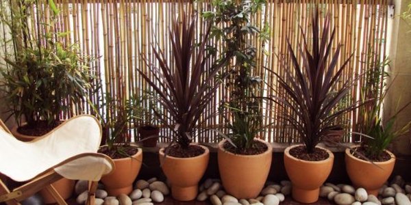 Cordyline sur balcon