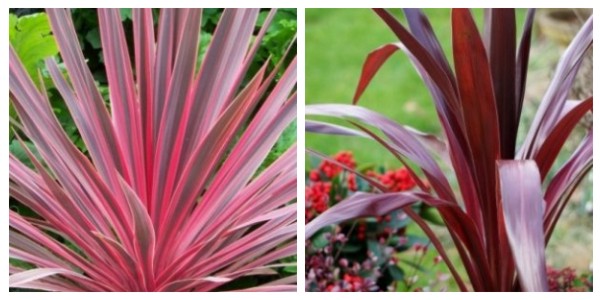 Cordyline cherry sensation et super star