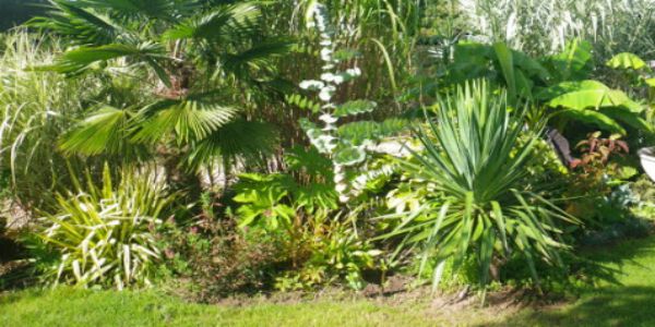 Cordyline en massif