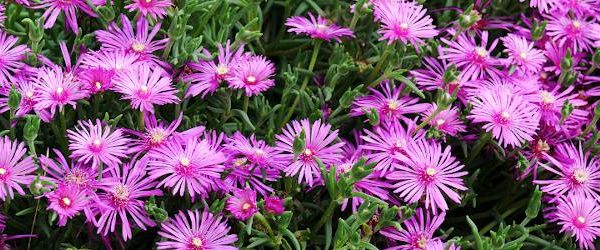 Delosperma en fleur