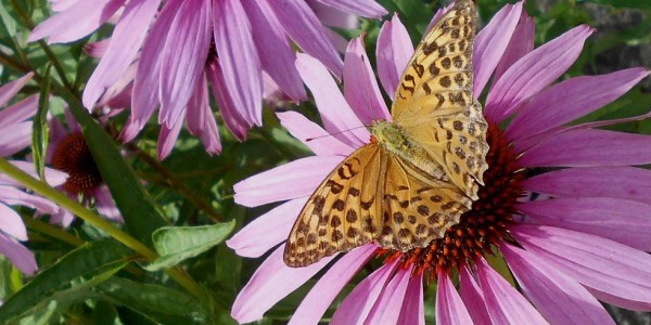 Échinacées et Papillons