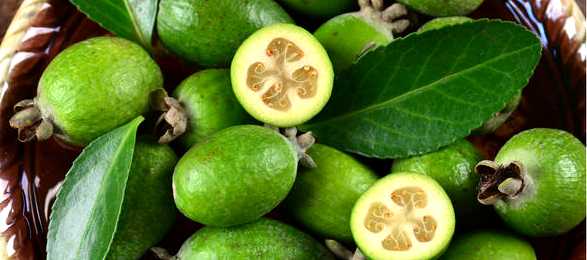 feijoa - leaderplant