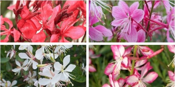 gaura couleur