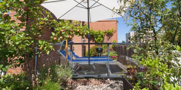 Haie fruitière sur terrasse et balcon