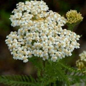 achillée crithmifolia