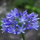 Agapanthe-bleu-umbellatus-fleur-leaderplant