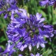 Agapanthe Star Ever Sapphire