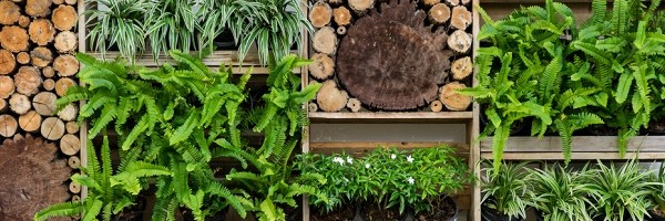 caisses en bois avec plantes