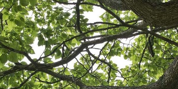 Arbre pour jardin sans arrosage