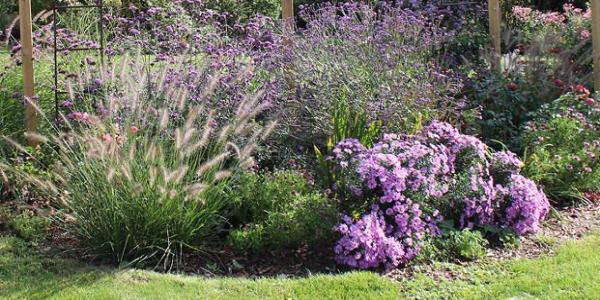 aster en massif