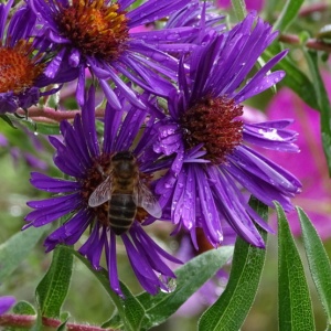 plante mellifère