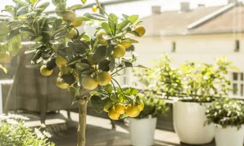 Fruitier sur  Balcon au soleil à Marseille 